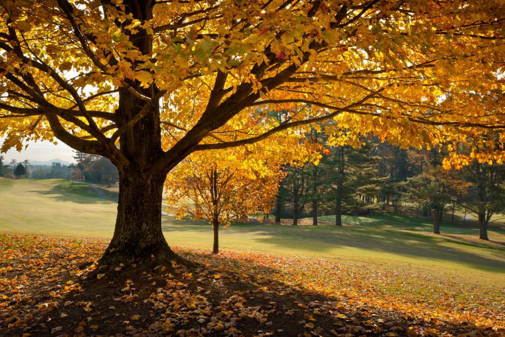 Great Summer Water Ionizer Tips to Take into Autumn!