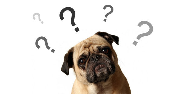 What to Look for When Buying Dog Food