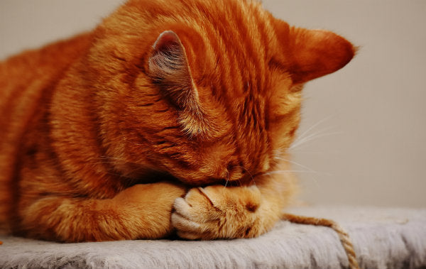 Recognizing Sleep Deprivation & What to Do About It