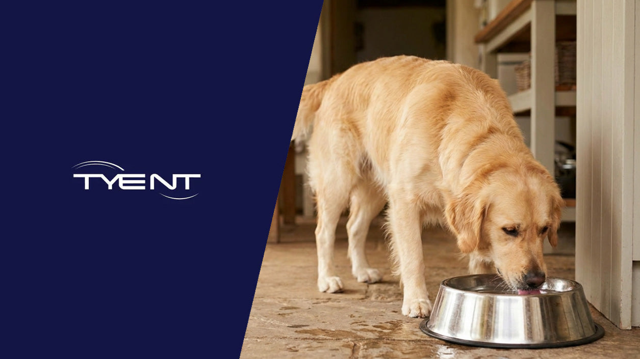 Can Dogs Drink Alkaline Water? What Vets Actually Say