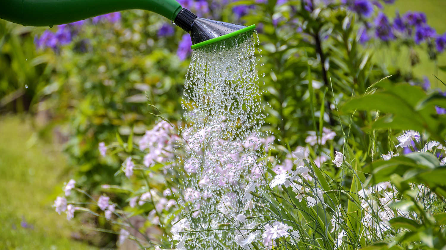 Plants And Alkaline Water